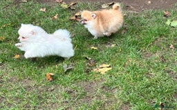 Pomeranian dogs for sale: Miniature Pomeranian puppies - Image 3