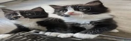 Ragdoll cats for sale: Ragdoll kittens - Advert 8