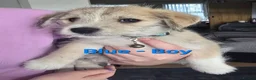 Mixed Breed dogs for sale: Scottese pups - Advert 6