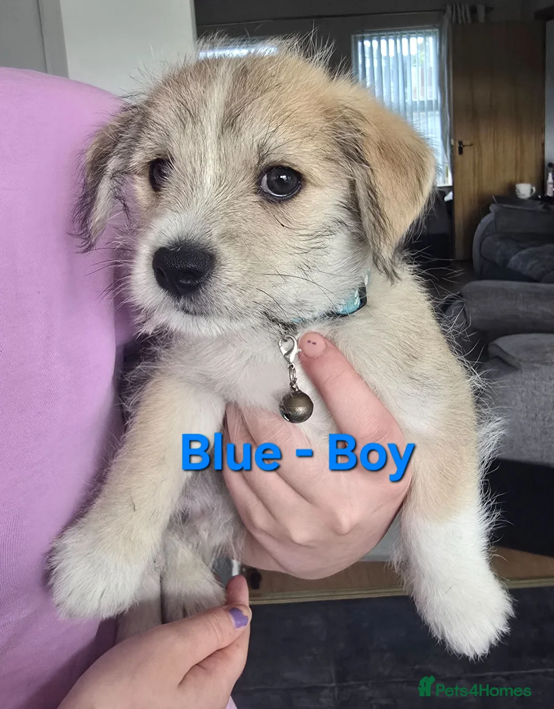 Mixed Breed dogs for sale: Scottese pups - Advert 6