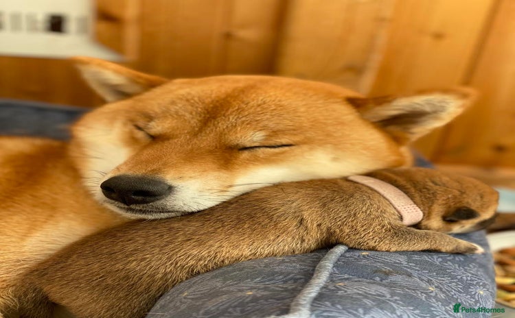 Japanese Shiba Inu dogs - Advert 1