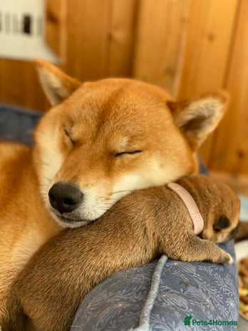 Japanese Shiba Inu dogs - Advert 2