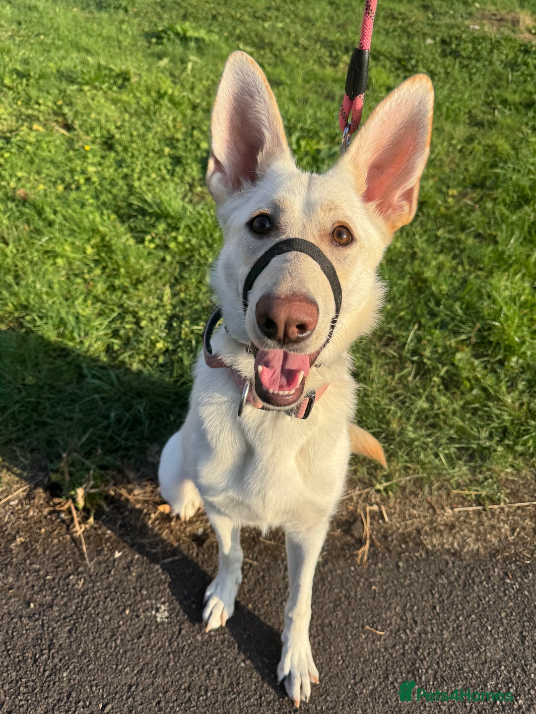 German Shepherd dogs for sale: Regina - Image 6