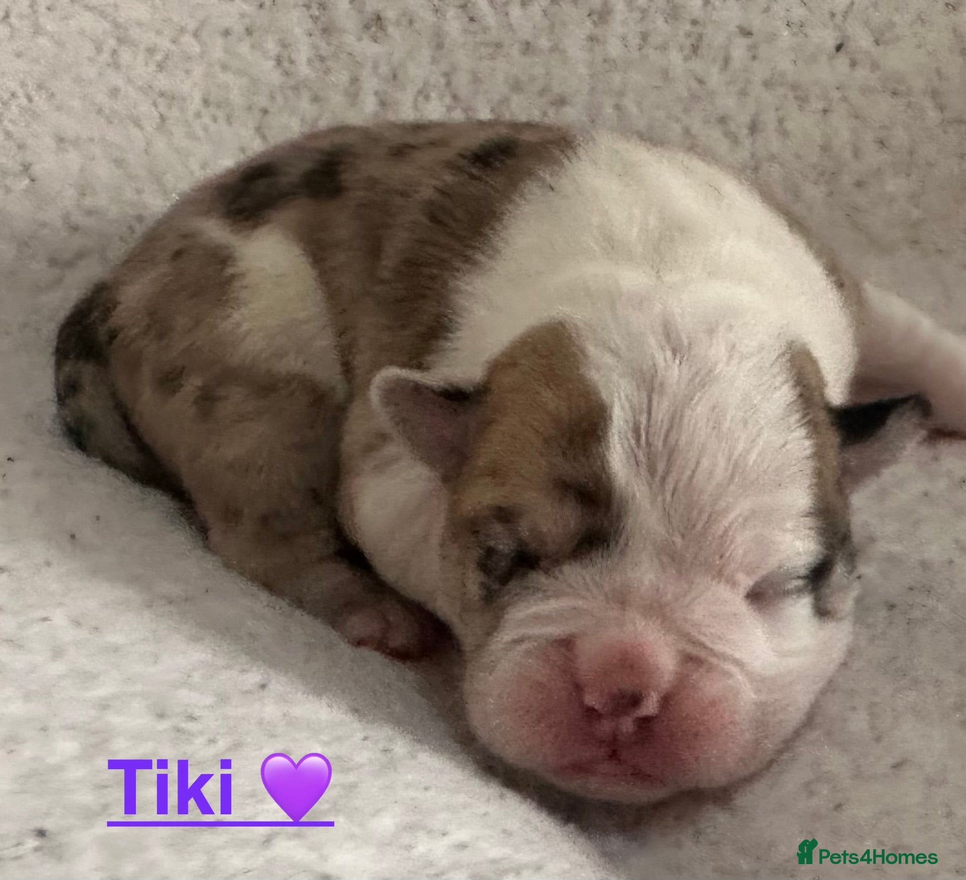 English Bulldog dogs 🐾 EXCEPTIONAL OLDE ENGLISH BULLDOG PUPPIES 🐾 - Advert 2