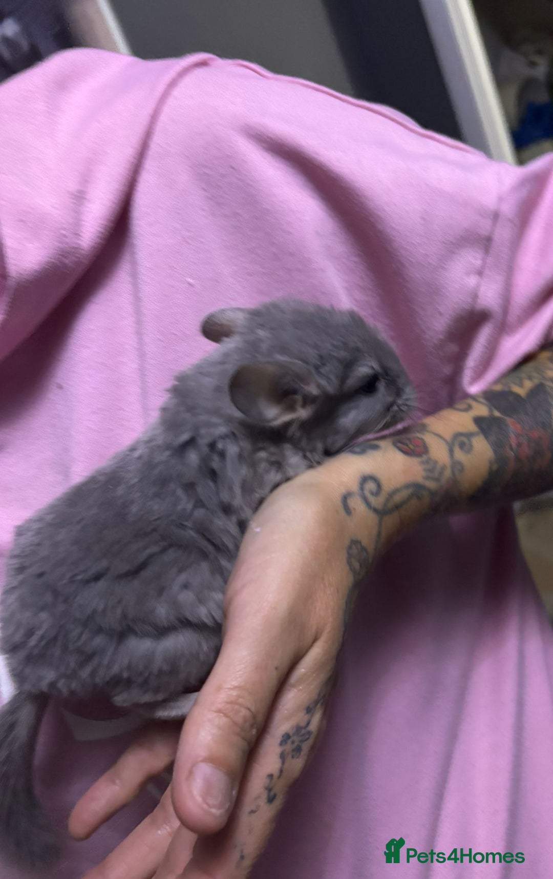 Chinchilla rodents for sale: Rpac chin kits plus starter pack  - Image 3