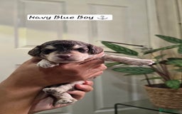 Cockapoo dogs for sale: Cockapoo Puppies Extensive Health Tested - Image 10
