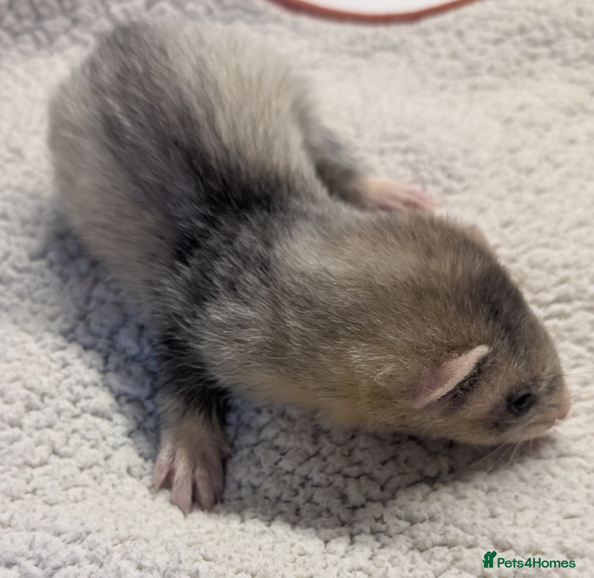 Ferret rodents EUROPEAN X XBLACK EYED WHITE FERRET KITS READY NOW - Advert 3