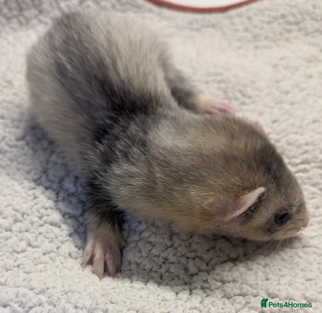 Ferret rodents for sale: EUROPEAN X XBLACK EYED WHITE FERRET KITS READY NOW - Advert 1