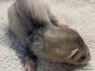 Ferret rodents EUROPEAN X XBLACK EYED WHITE FERRET KITS READY NOW - Advert 14