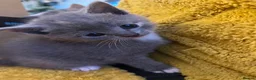 Domestic Shorthair cats for sale: 4 Beautiful Domestic Shorthair Kittens  - Advert 13