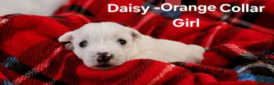 Daisy - Orange Girl