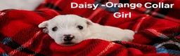 West Highland Terrier dogs for sale: Gorgeous West Highland Terrior Puppies!! - Advert 8