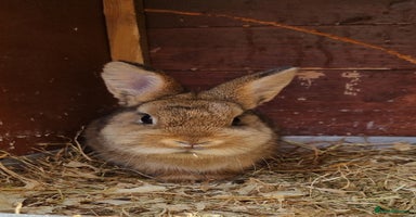 Netherland Dwarf rabbits - Advert 7