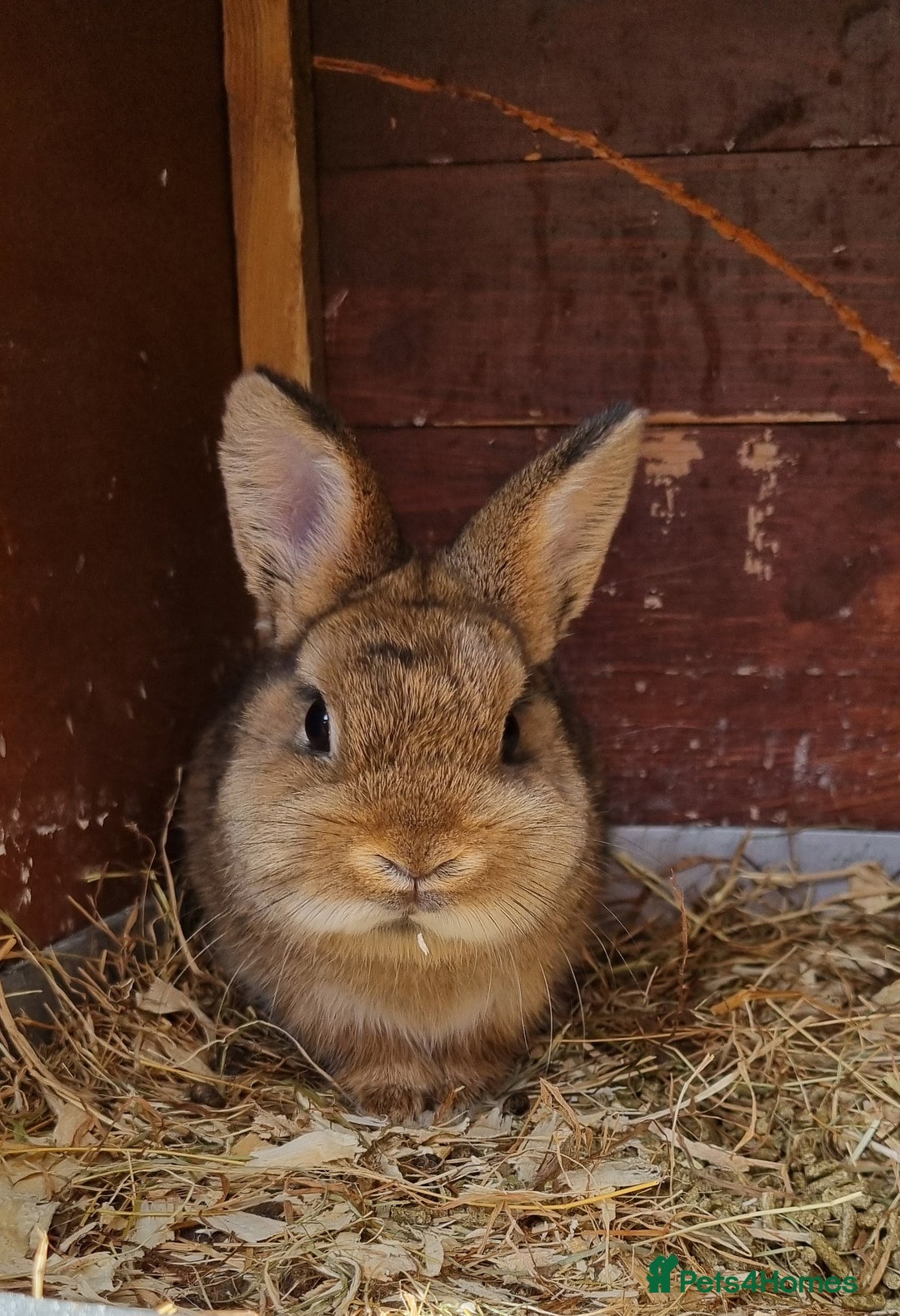 Netherland Dwarf rabbits for sale: 2 Netherland dwarf does and 1 buck - Image 3