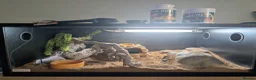 Leopard Gecko reptiles for sale: Leopard Gecko approx 2 years old in Chelmsford - Advert 6