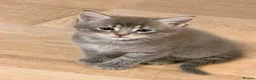 Maine Coon cats for sale: Mainecoon x kittens  in Barnstaple - Advert 29