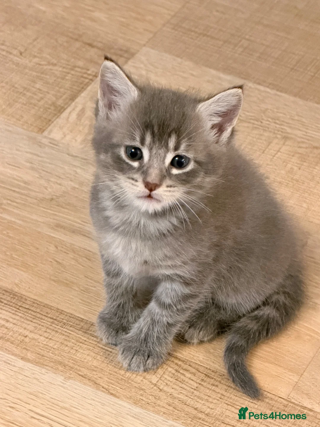 Maine Coon cats for sale: Mainecoon x kittens  in Barnstaple - Advert 29