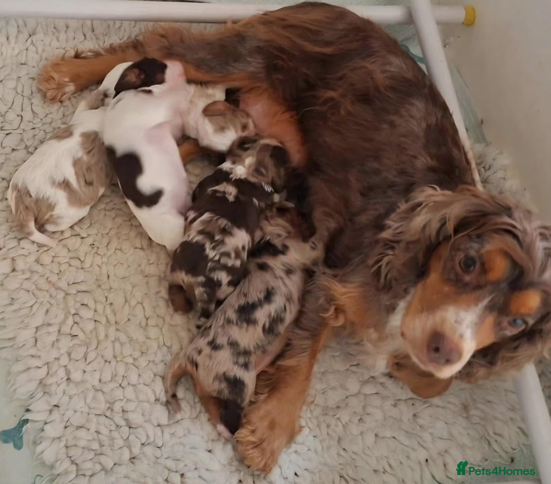 Cockalier dogs Health tested parents 5⭐️ breeder - Advert 1