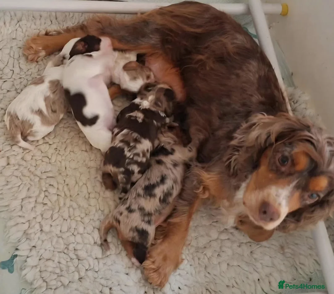 Cockalier dogs for sale: Health tested parents 5⭐️ breeder - Advert 1
