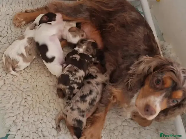 Cockalier dogs for sale: Health tested parents 5⭐️ breeder - Advert 1