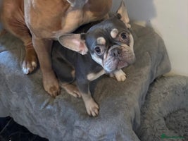 Mixed Breed dogs - Advert 4