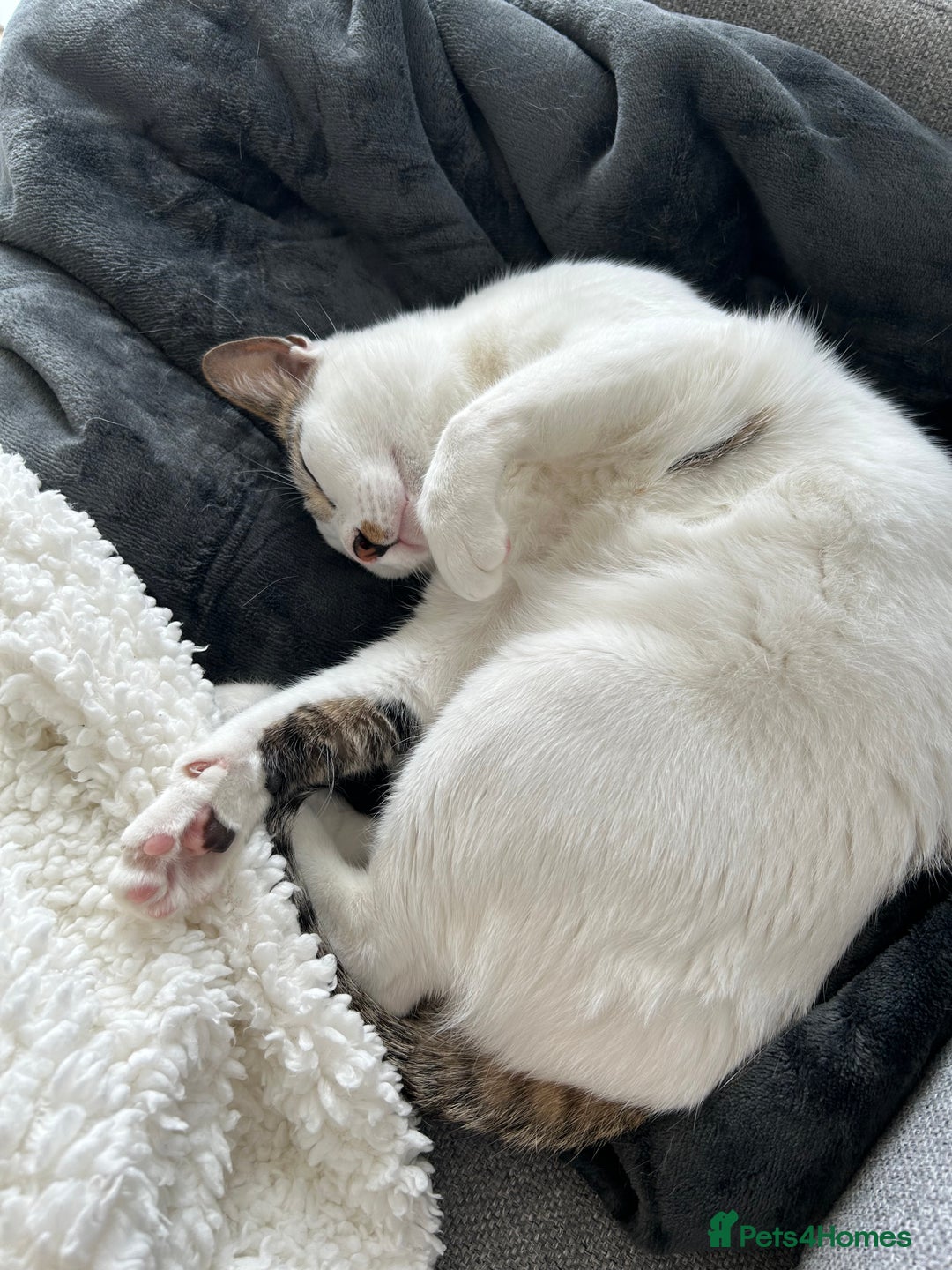 Mixed Breed cats for sale: Affectionate Cat Looking for a Forever Home - Image 6