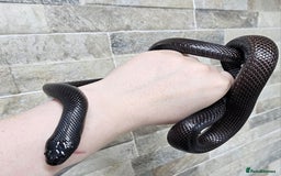 King Snake reptiles for sale: Male Mexican Black Kingsnake - Advert 3