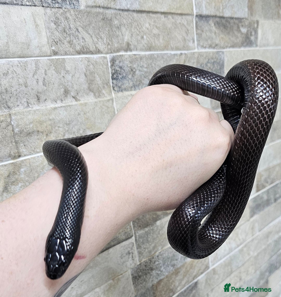 King Snake reptiles for sale: Male Mexican Black Kingsnake - Advert 3