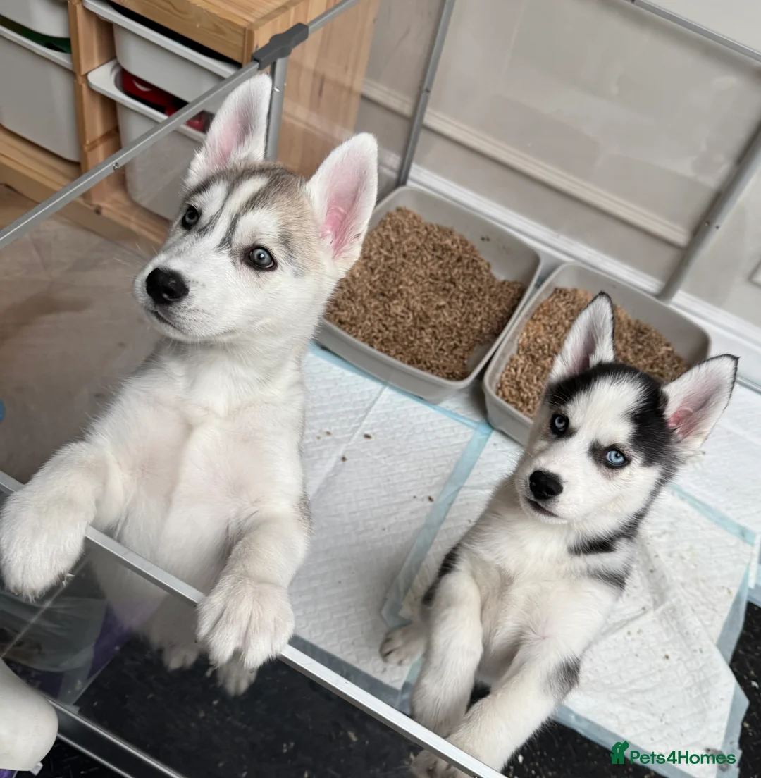 Siberian Husky dogs for sale: 1 KC REG SIBERIAN PUP LEFT (BOY)READY NOW - Advert 15