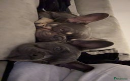 French Bulldog dogs for sale: Male and female french bull dogs  - Advert 10