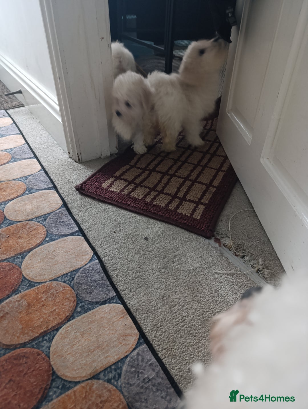 Bichon Frise dogs for sale: BISHON FRISE - Advert 2