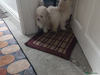 Bichon Frise dogs BISHON FRISE - Advert 6