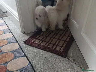 Bichon Frise dogs BISHON FRISE - Advert 13