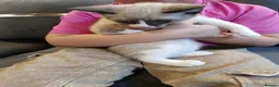 Mixed Breed cats for sale: For sale Russian blue pointed mix kittens...  in Great Yarmouth - Advert 5