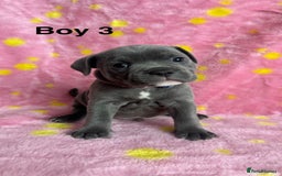 Staffordshire Bull Terrier dogs for sale: Stella & Astro Puppies - Image 3