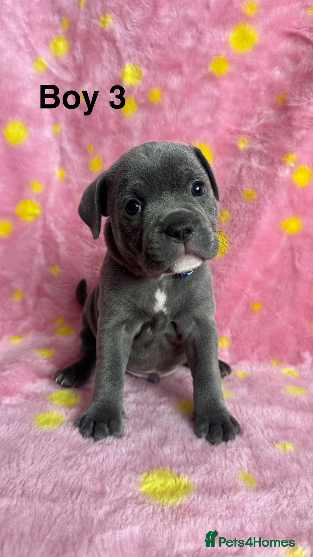 Staffordshire Bull Terrier dogs for sale: Stella & Astro Puppies - Image 3