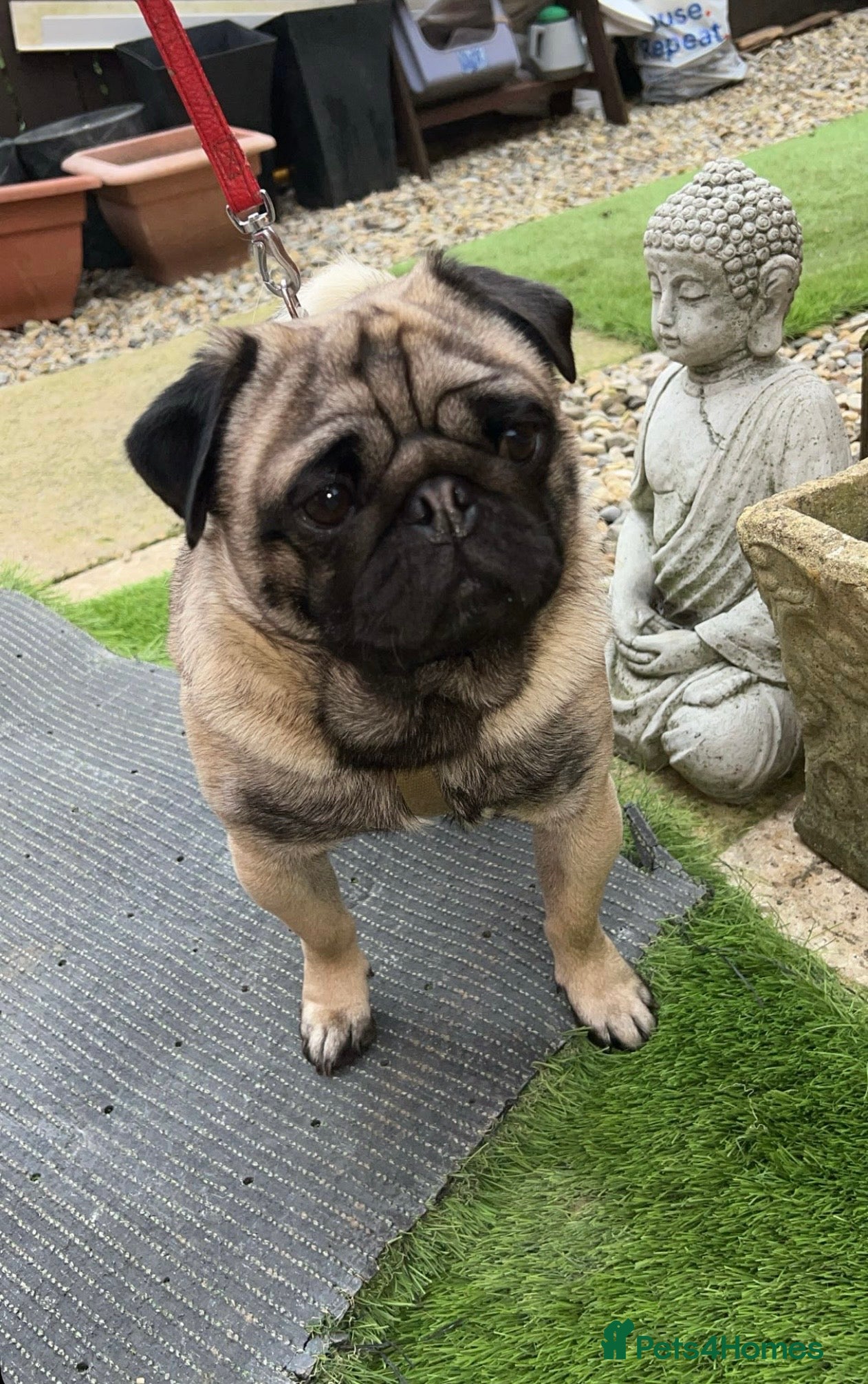 Pug dogs PUG FOR STUD!! - Advert 1