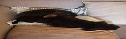 Mixed Breed dogs for sale: Little Penny  - Advert 7