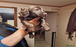 Cocker Spaniel dogs for sale: Working cocker spaniel puppies - Image 8