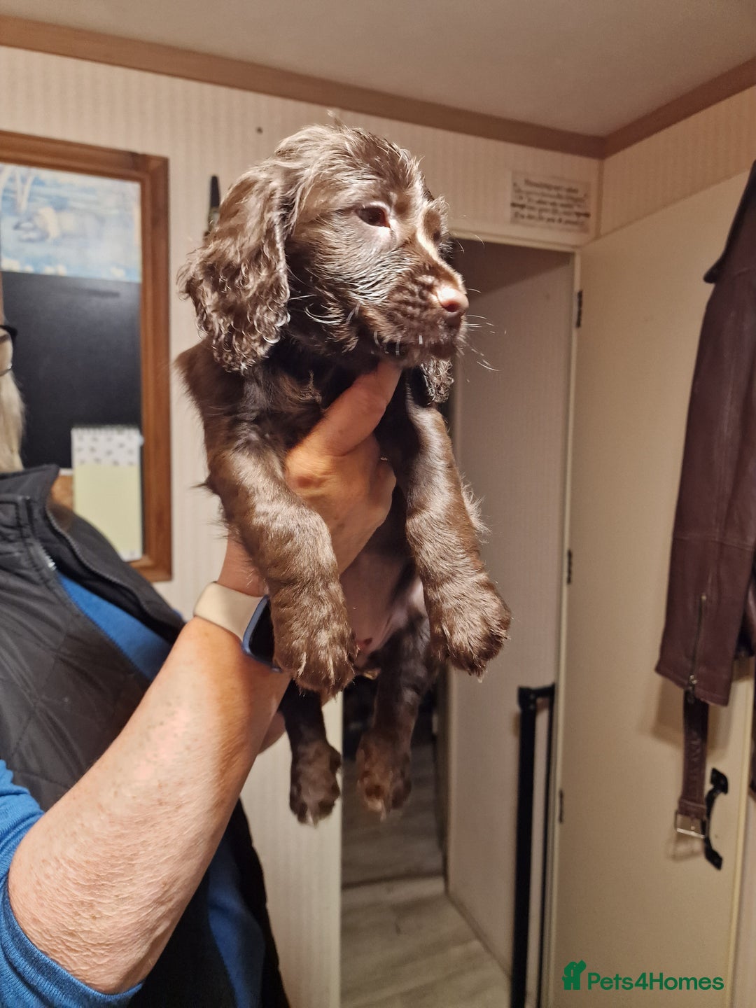 Cocker Spaniel dogs for sale: Working cocker spaniel puppies - Image 8