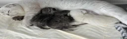 Scottish Fold cats for sale: Adorable Scottish Fold & Straight Kittens - Advert 8