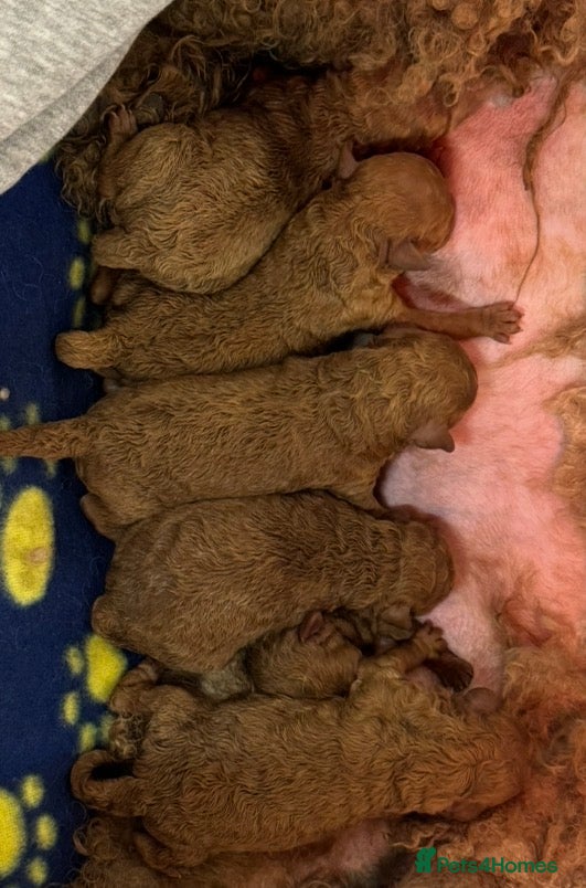 Toy Poodle dogs 🐩 Stunning Deep Red Toy Poodle Puppies - Advert 1