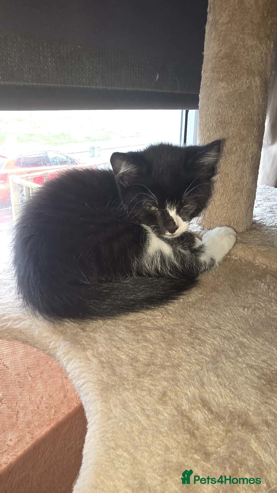 Mixed Breed cats for sale: 2 beautiful loving boys - Advert 10