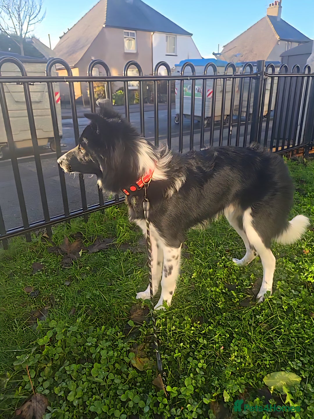 Border Collie dogs for sale: 7/8 months male border collie  - Advert 4