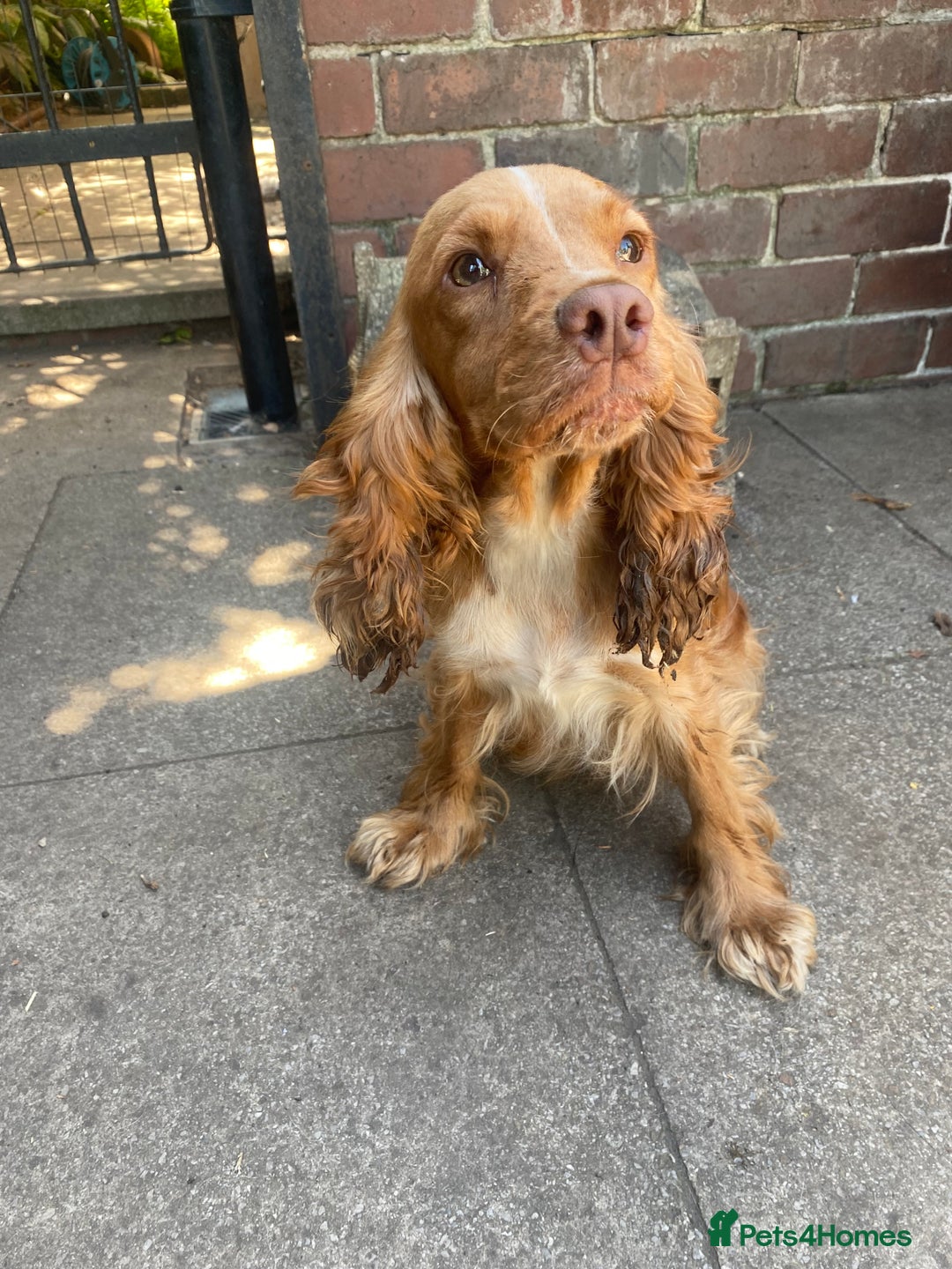 Cockapoo dogs for sale: F1 RED COCKAPOO GIRL. READY 15TH JAN. - Advert 9