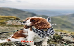 Cavalier King Charles Spaniel dogs for sale: 🫶🏻 Cavalier King Charles 🐶 - Image 24