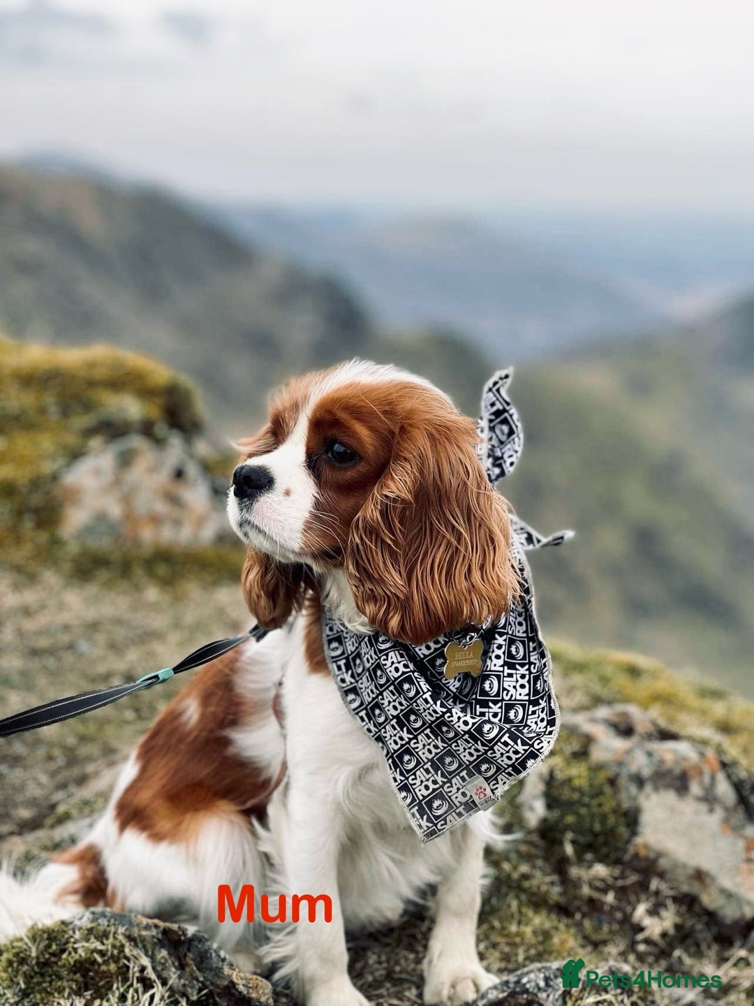 Cavalier King Charles Spaniel dogs for sale: 🫶🏻 Cavalier King Charles 🐶 - Image 24