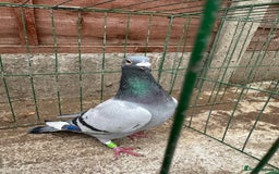 Pigeons birds for sale: Pigeons - Advert 3