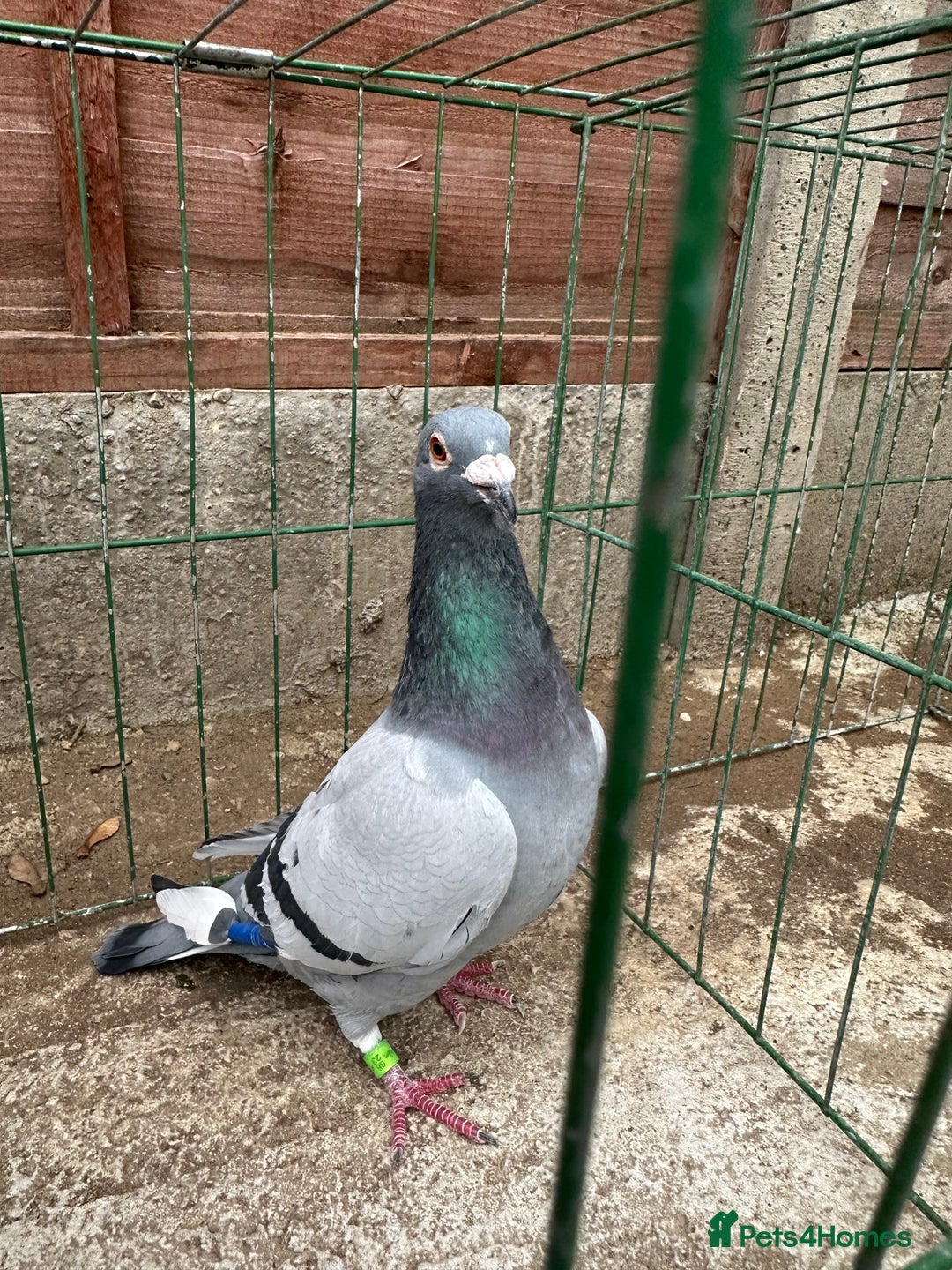 Pigeons birds for sale: Pigeons - Advert 3