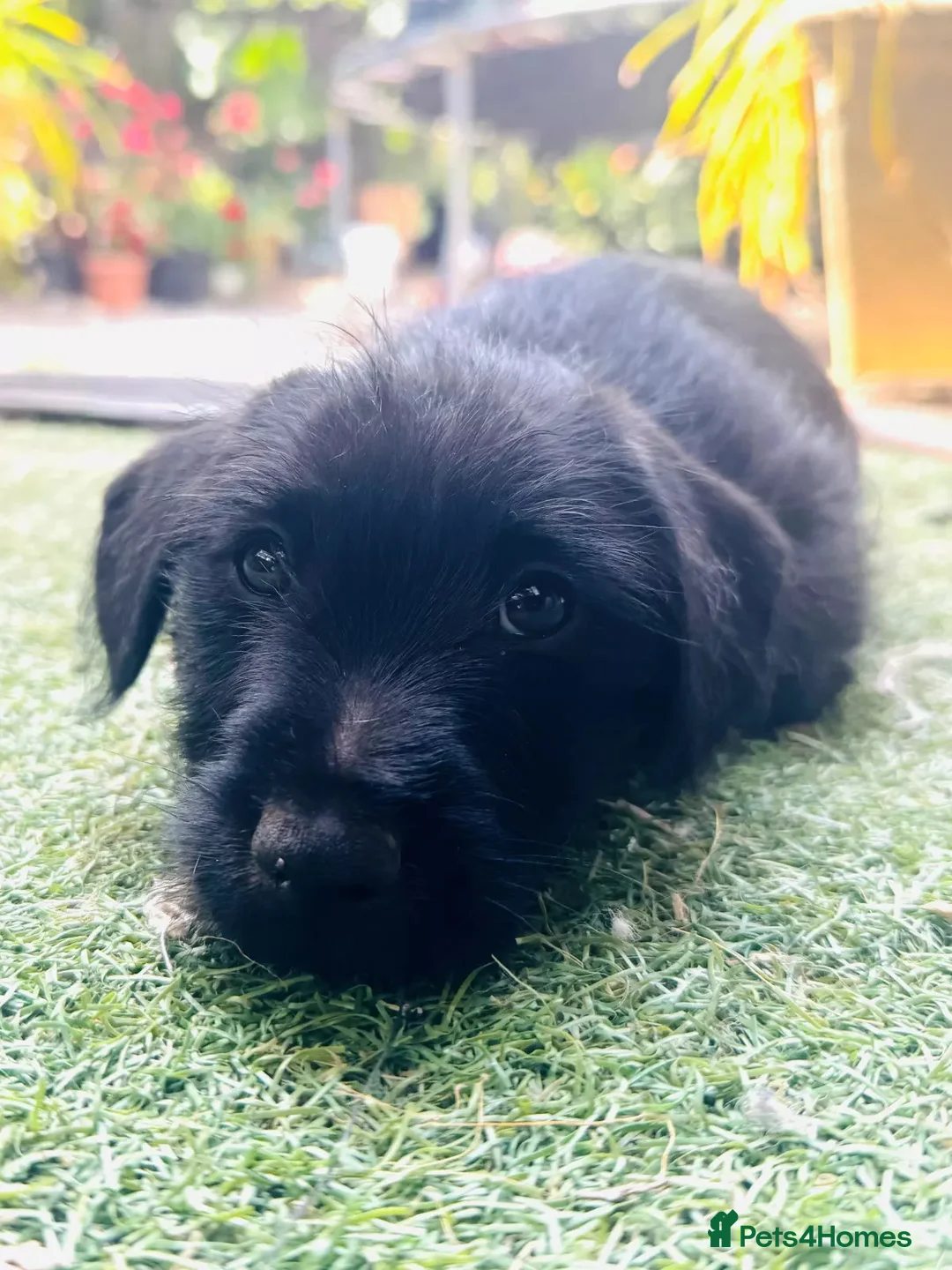 Patterdale Terrier dogs for sale: Little Paws, Big Personality - Advert 2